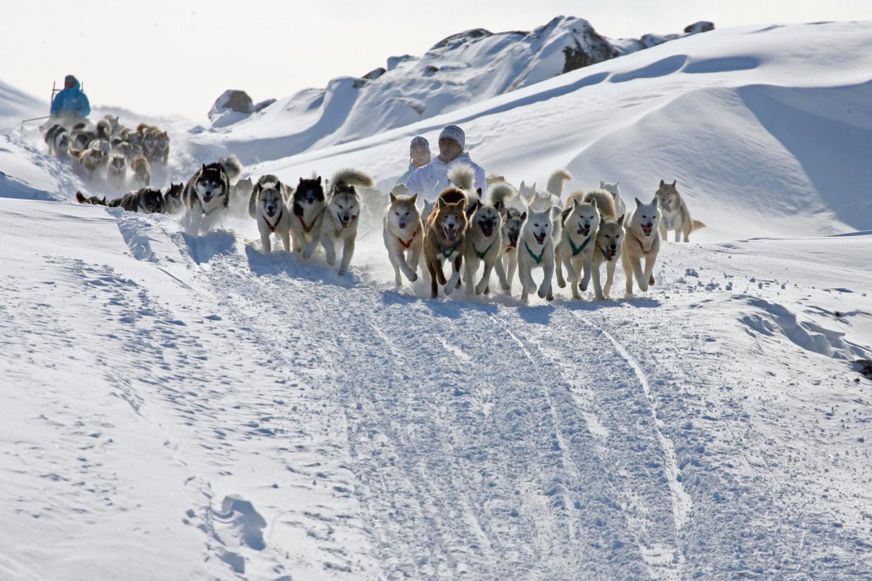 Собачьи упряжки в Гренландии