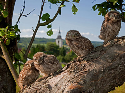 Фото германии животные